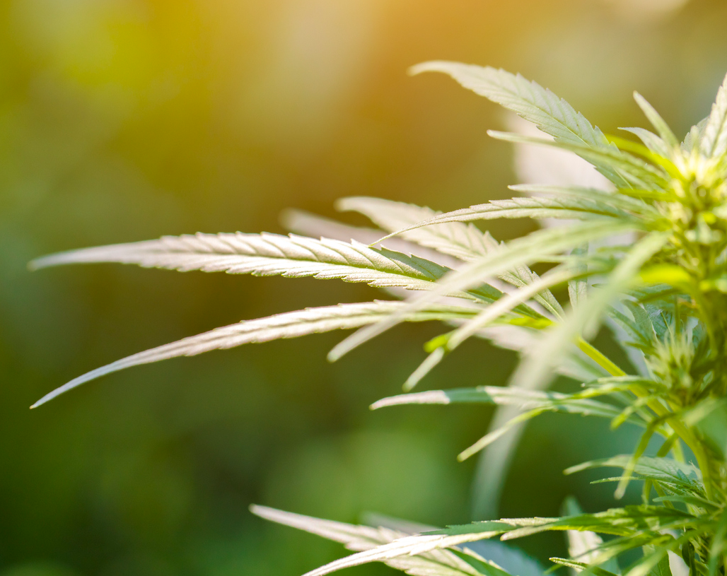 Major Depressive Disorder, Marijuana, and Cannabinoids: Disentangling the Research to Help You Guide Your Patients