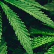 Marijuana, SMI, and Violence: Practical Guidance for Practitioners